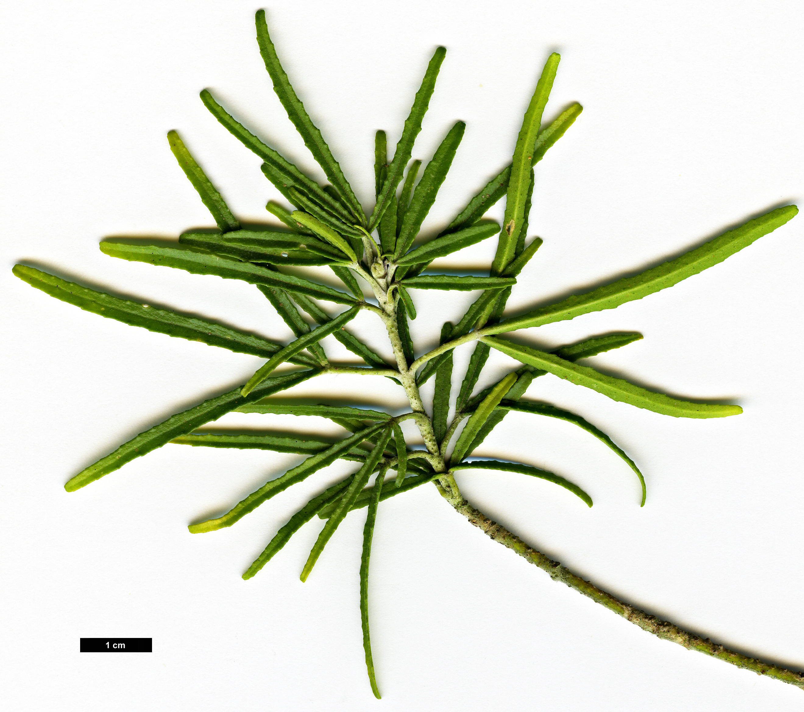 High resolution image: Family: Rutaceae - Genus: Choisya - Taxon: dumosa - SpeciesSub: var. arizonica 'Whetstone'